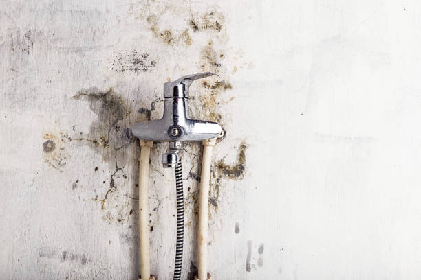 Best Residential Mold Removal  in Mount Olive, IL