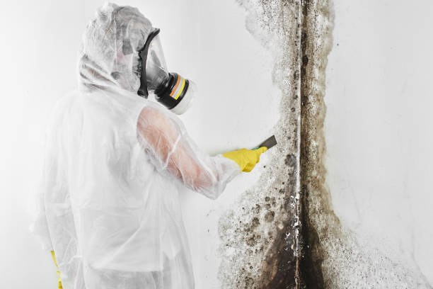 Best Home Mold Removal  in Mount Olive, IL