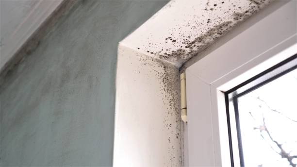 Mold Removal and Inspection in Mount Olive, IL
