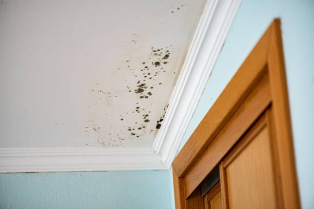 Best Best Mold Removal Companies  in Mount Olive, IL