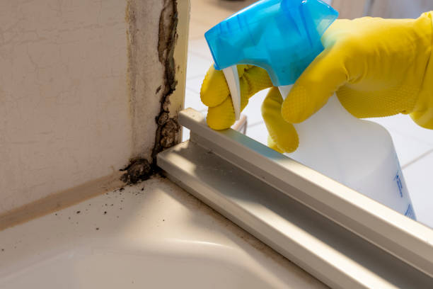 Best Attic Mold Removal  in Mount Olive, IL