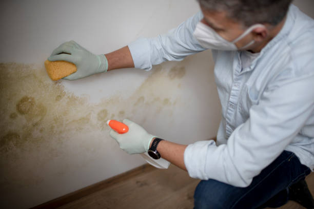 Best Black Mold Removal  in Mount Olive, IL