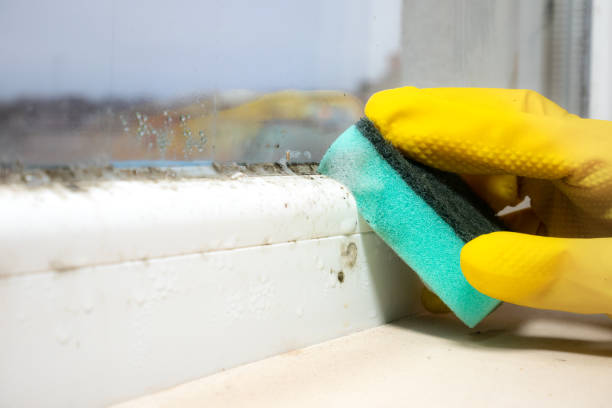 Best Crawl Space Mold Removal  in Mount Olive, IL