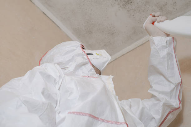 Best Office Mold Removal Services  in Mount Olive, IL