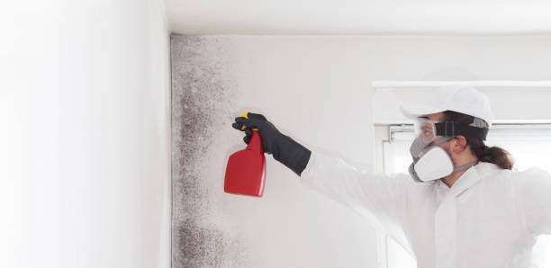 Crawl Space Mold Removal in Mount Olive, IL