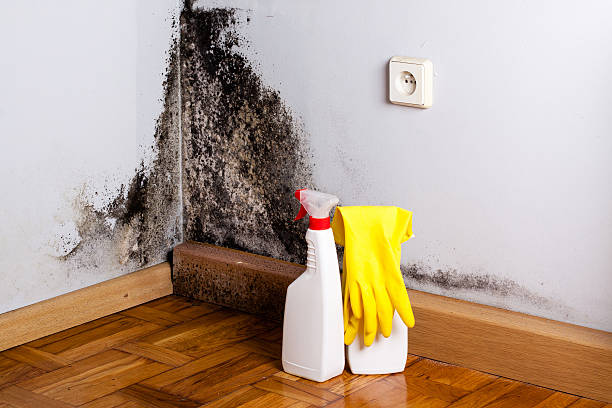 Best Mold Cleaning Services  in Mount Olive, IL