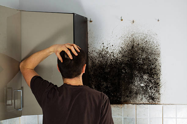 Best Professional Mold Removal  in Mount Olive, IL