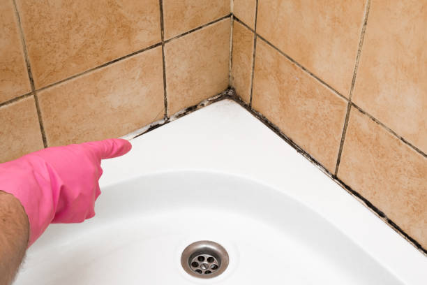 Trusted Mount Olive, IL Mold Removal Experts