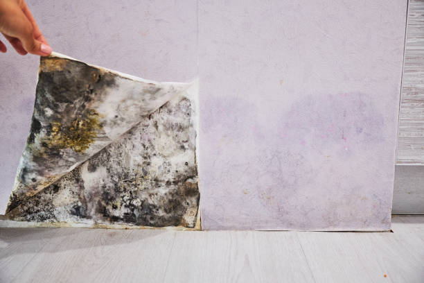 Best Toxic Mold Removal  in Mount Olive, IL